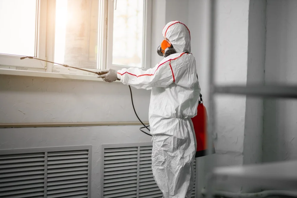 Professional mold remediation services in Apache Junction, AZ
